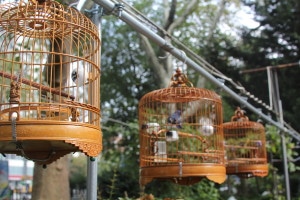 The Hua Mei Bird Sanctuary
